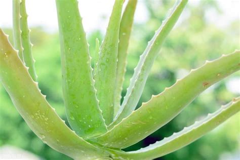 蘆薈養殖|蘆薈的養殖有妙方 值得把握的10種關鍵方法